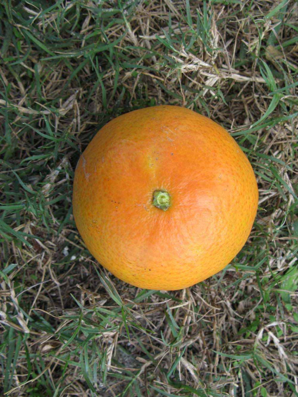              Fruit (Winter Haven, FL)       